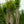 Load image into Gallery viewer, Sioux Crape Myrtle
