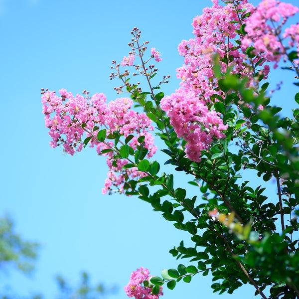 Sioux Crape Myrtle - Crape Myrtle - Flowering Trees