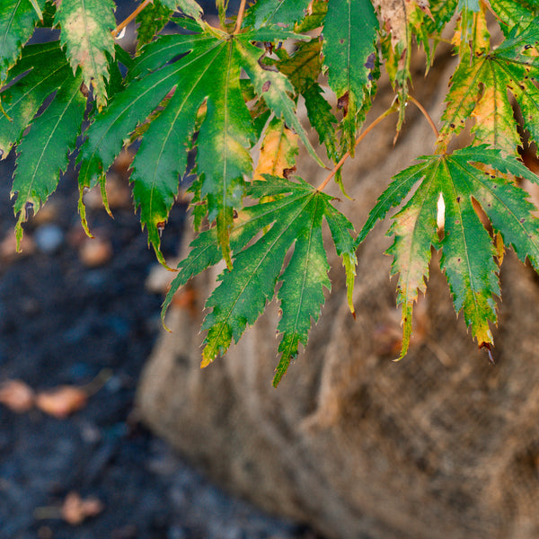 Sister Ghost Japanese Maple