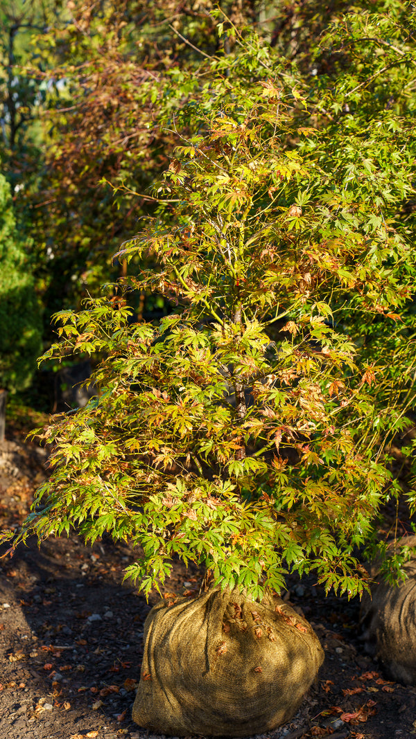 Sister Ghost Japanese Maple