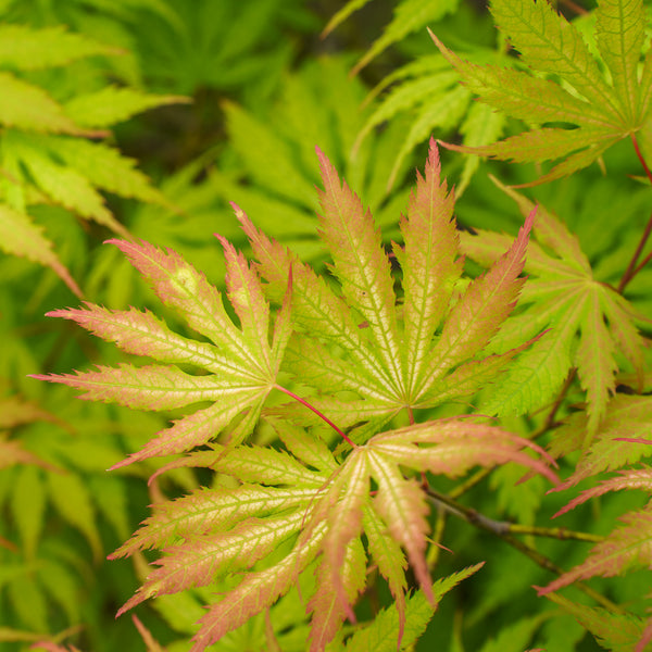 Sister Ghost Japanese Maple