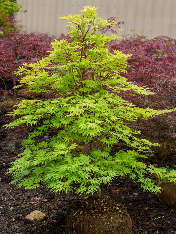 Sister Ghost Japanese Maple