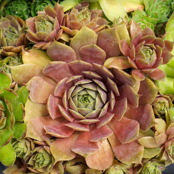 Sixy Chicks Hens and Chicks 6-Pack