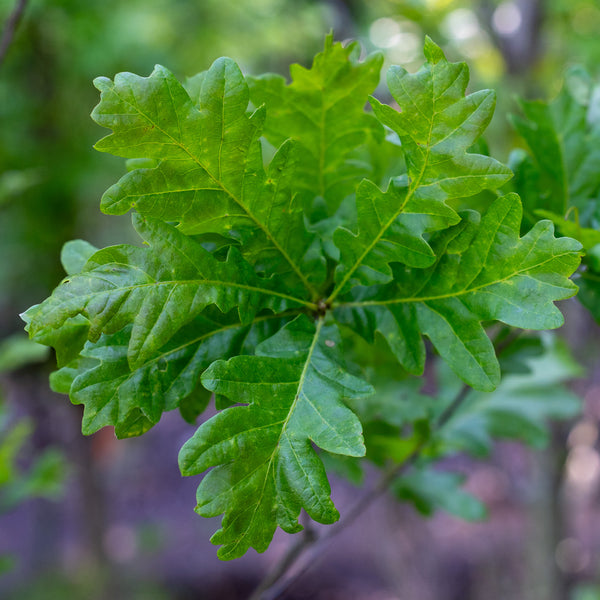 Skinny Genes Oak - Oak - Shade Trees