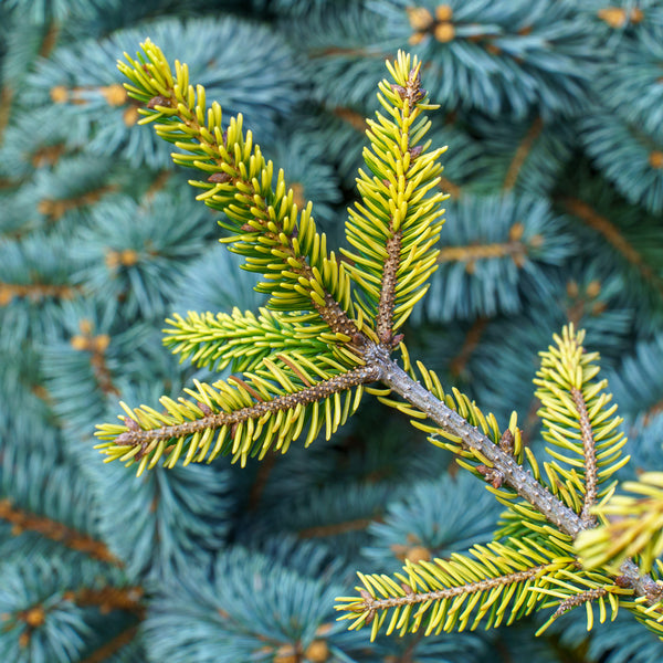 Skylands Oriental Spruce