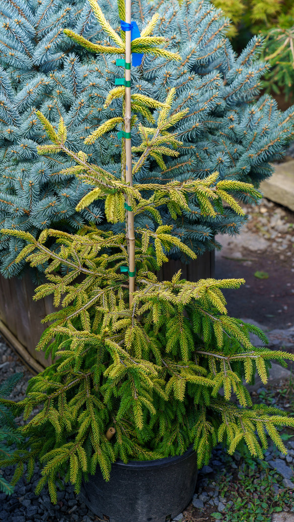 Skylands Oriental Spruce