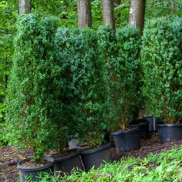 Skywalker Boxwood