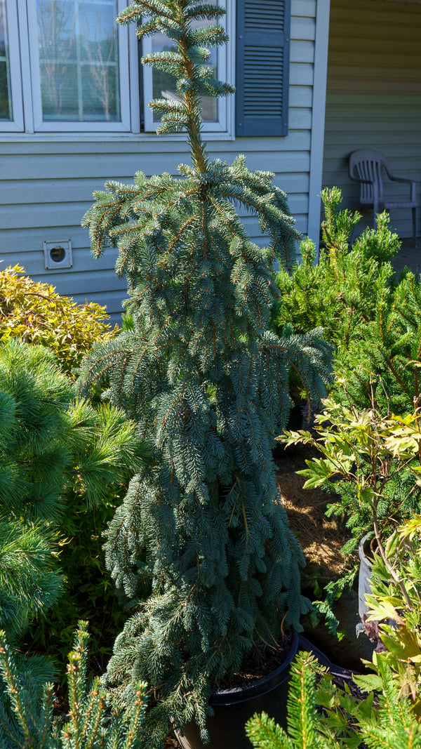 Slenderina Colorado Blue Spruce