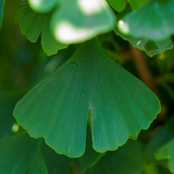 Slovakian Princess Ginkgo