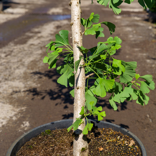 Slovakian Princess Ginkgo