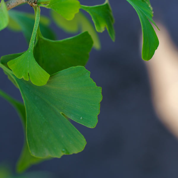 Slovakian Princess Ginkgo