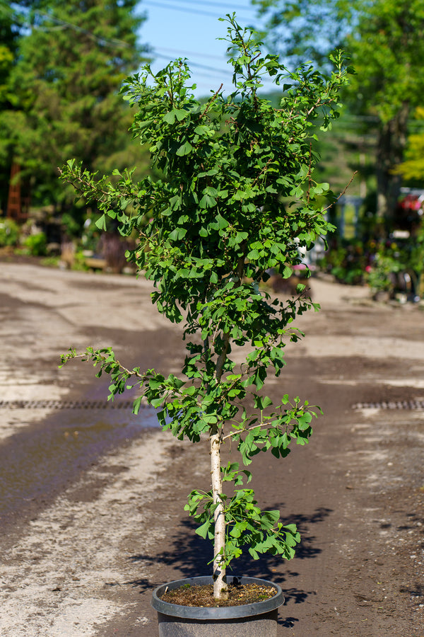 Slovakian Princess Ginkgo