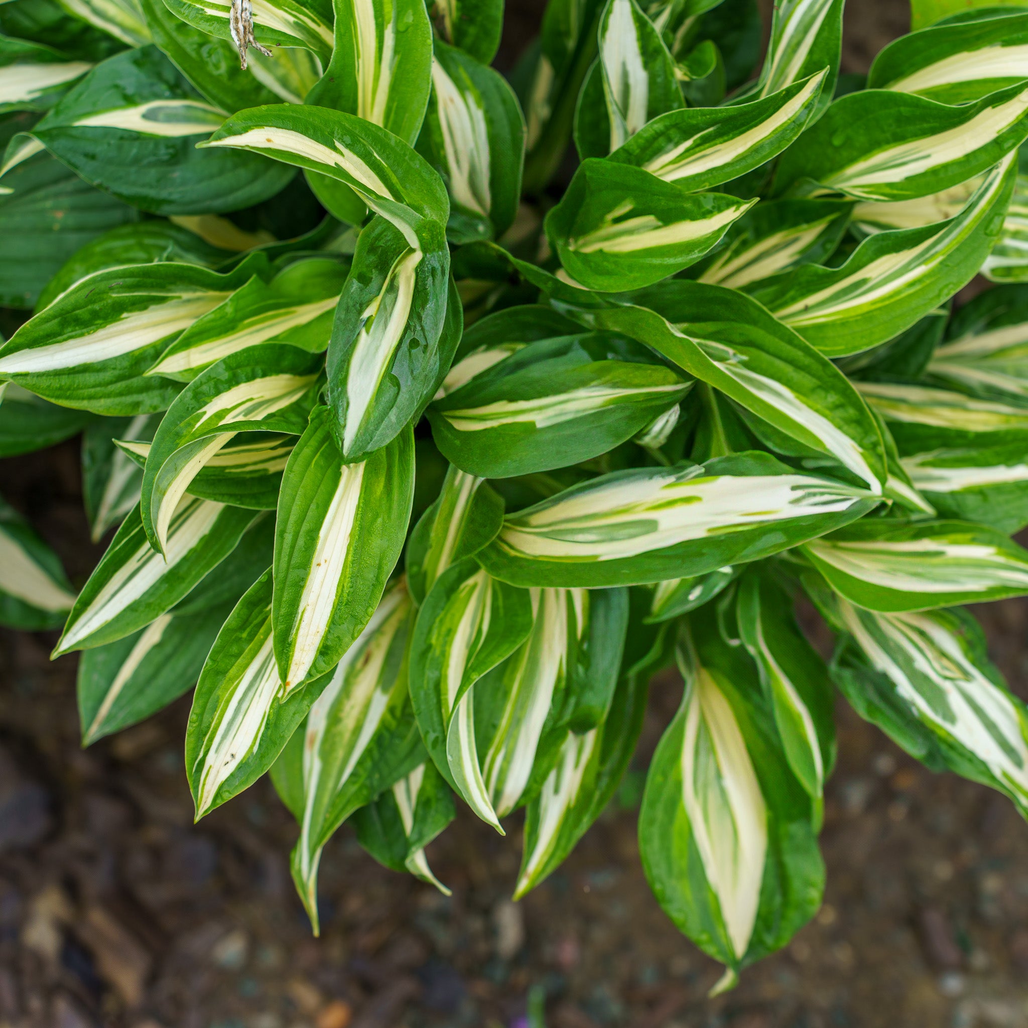 snake eyes plant Snake Eyes Hosta – Plant Detectives