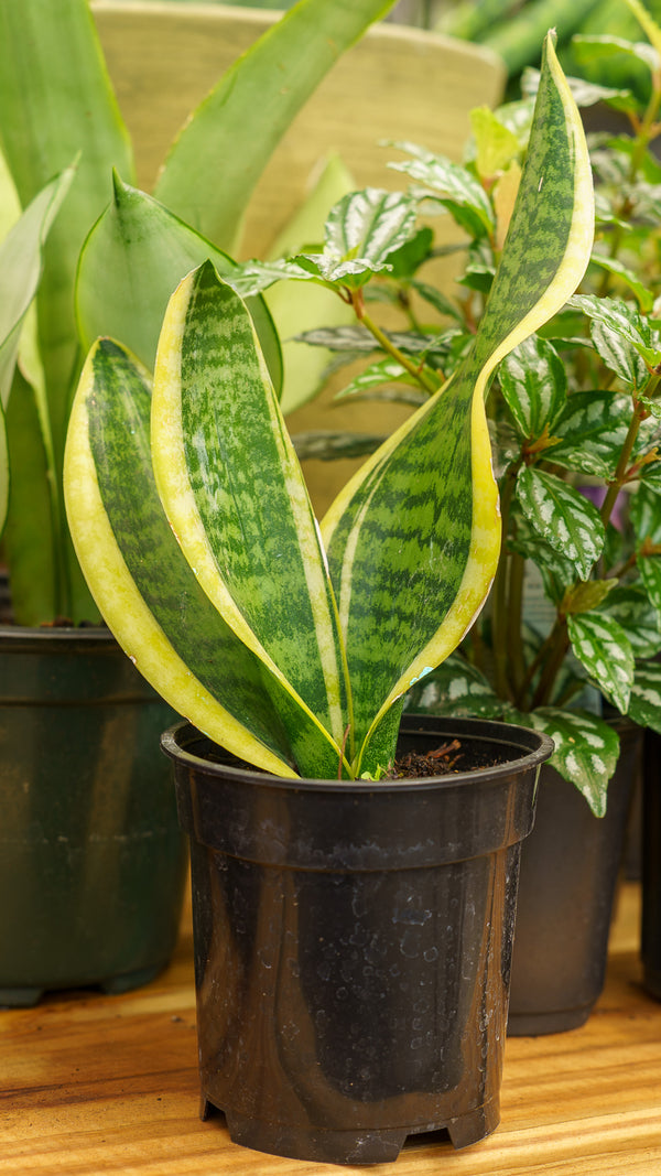 Snake Plant Laurentii