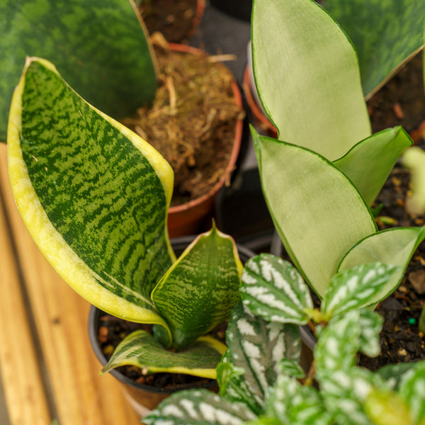 Snake Plant Laurentii