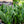 Load image into Gallery viewer, Snake Plant - Sansevieria - Houseplants
