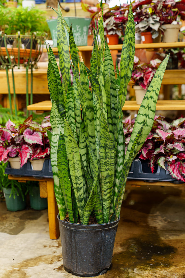 flower from snake plant Snake Plant – Plant Detectives