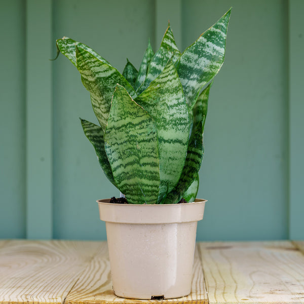 are snake plants perennials Snake Plant – Plant Detectives