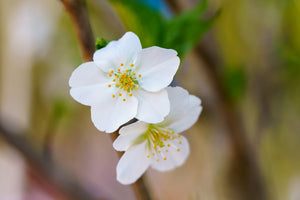 Snow Goose Flowering Cherry - Cherry - Flowering Trees