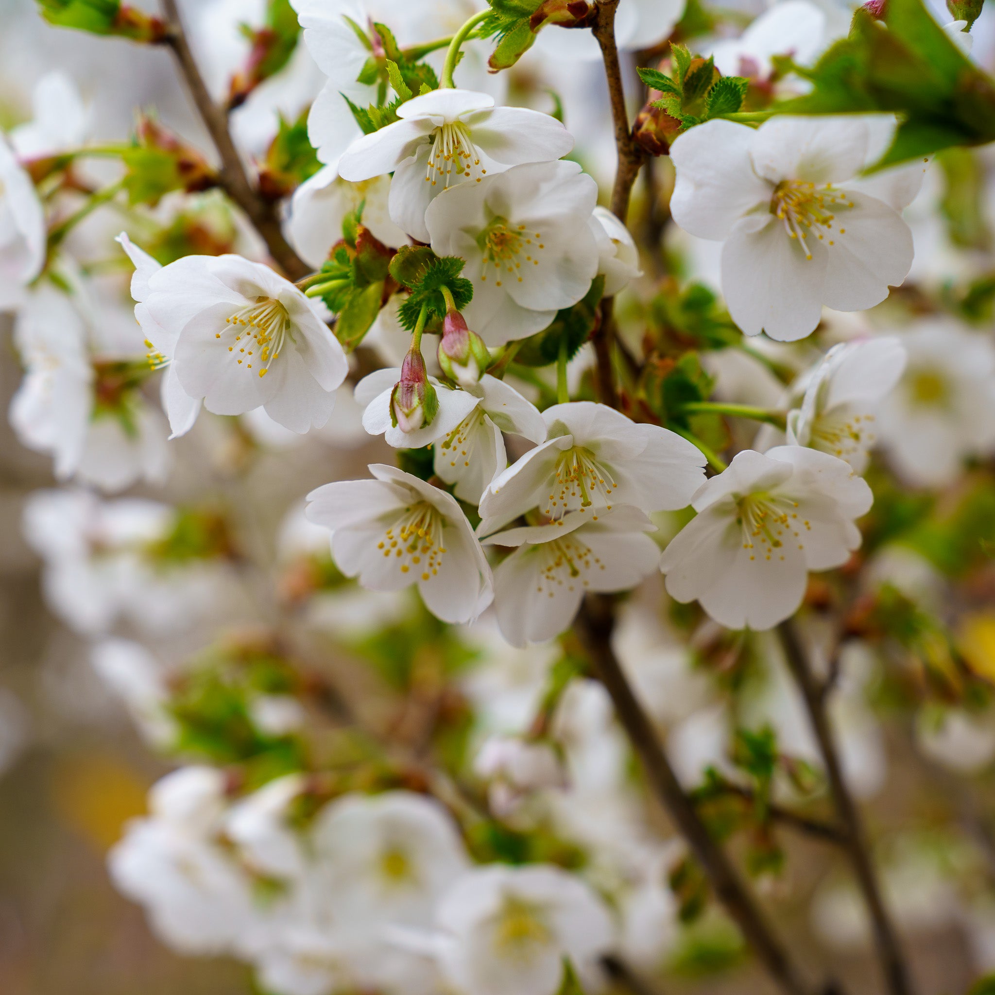 完璧 Goose Snow Flowering Detectives Plant – Cherry ピアス