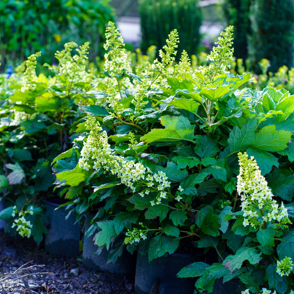 Snowcicle Oakleaf Hydrangea