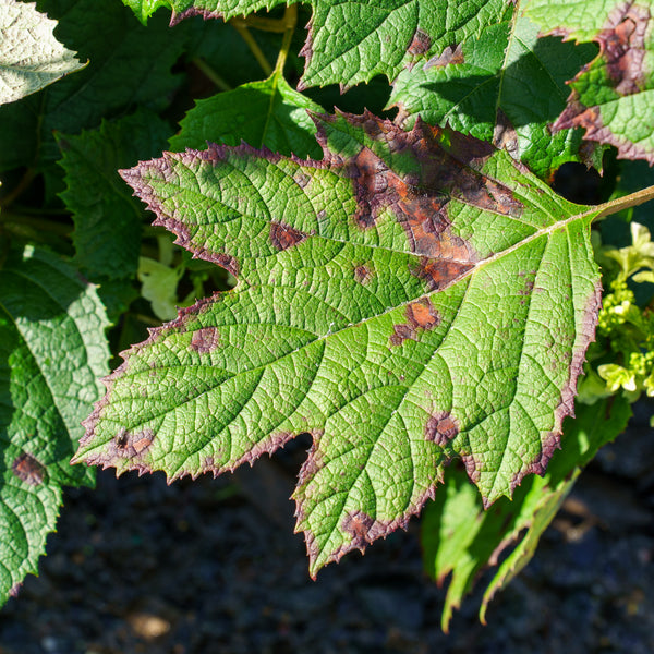 Snowcicle Oakleaf Hydrangea