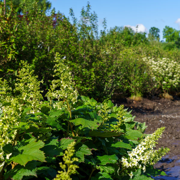 Snowcicle Oakleaf Hydrangea