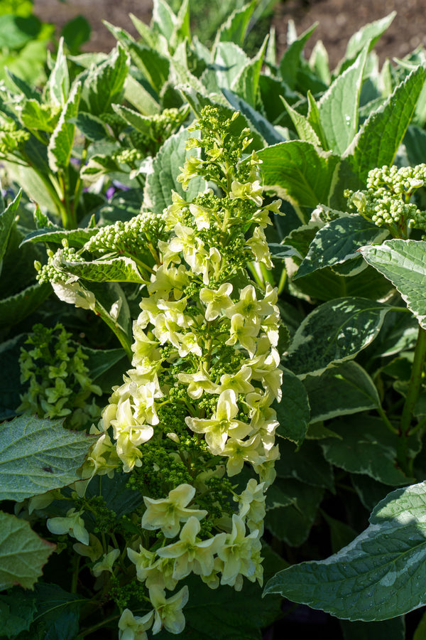 Snowcicle Oakleaf Hydrangea