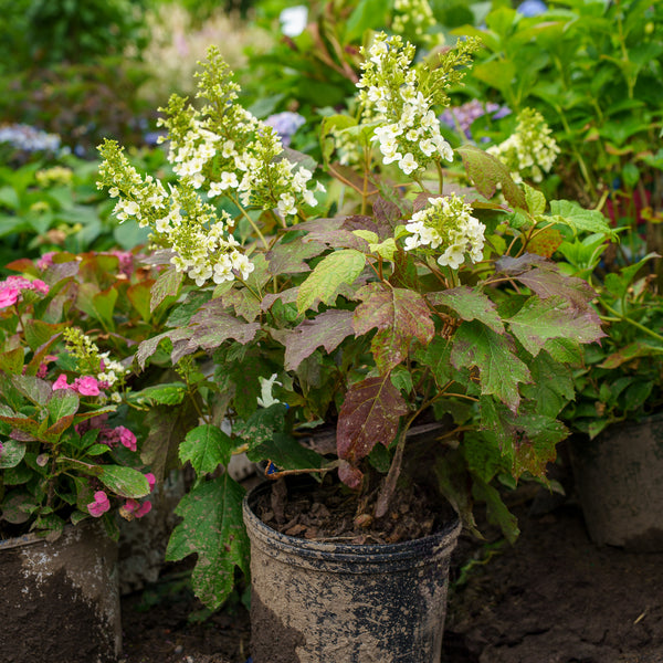 Snowcicle Oakleaf Hydrangea