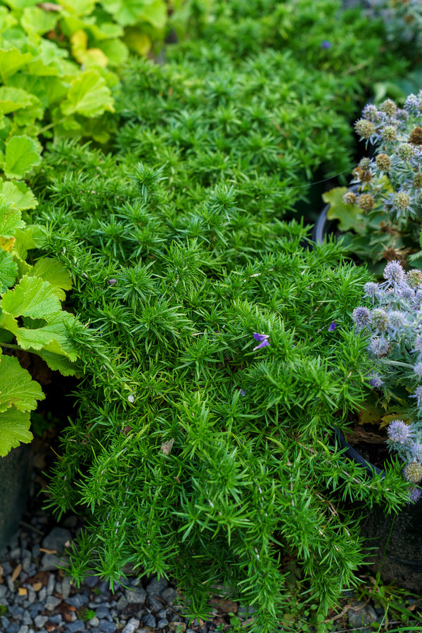 Snowflake Creeping Phlox