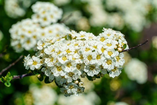 Snowmound Spirea - Spirea - Shrubs