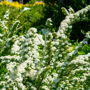 Snowmound Spirea - Spirea - Shrubs