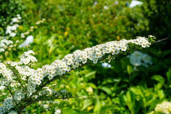 Snowmound Spirea - Spirea - Shrubs