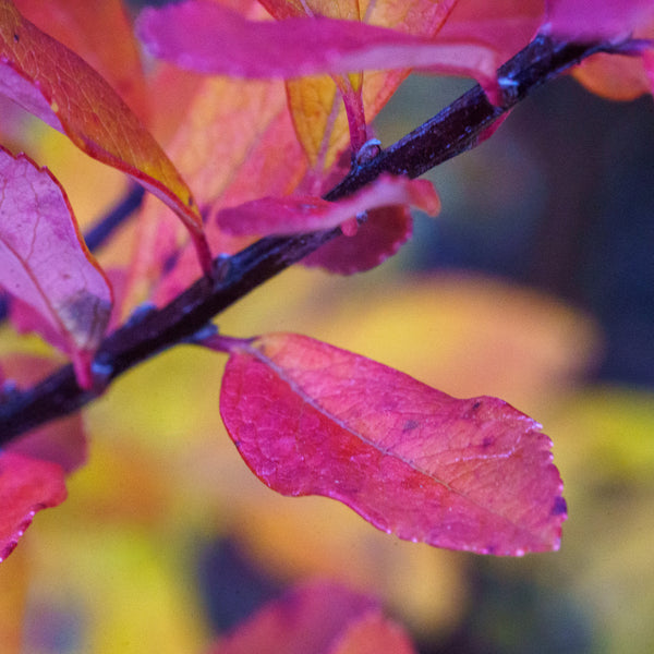 Snowmound Spirea - Spirea - Shrubs