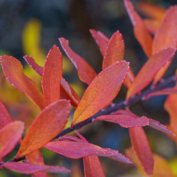 Snowmound Spirea - Spirea - Shrubs