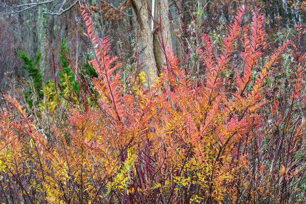 Snowmound Spirea - Spirea - Shrubs