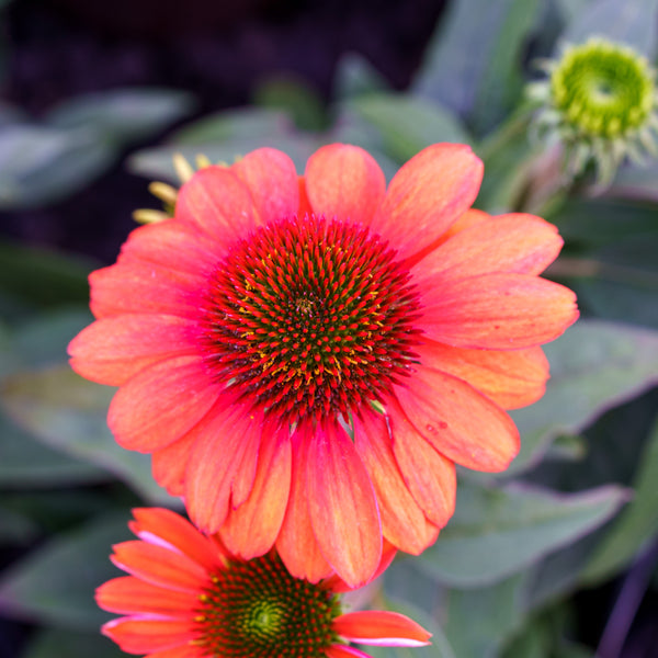 Sombrero Flamenco Orange Coneflower