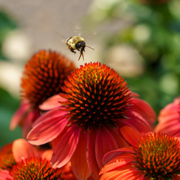 Sombrero Hot Coral Coneflower