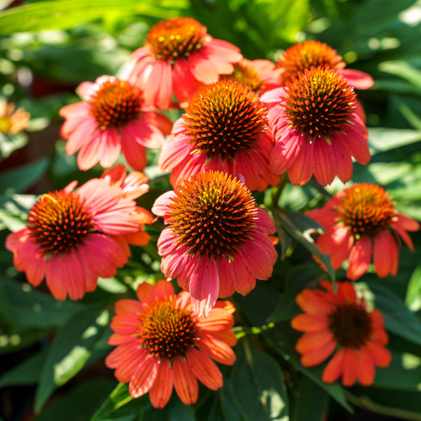 Sombrero Hot Coral Coneflower