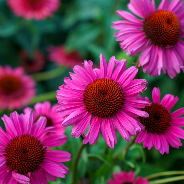Sombrero Rosada Coneflower