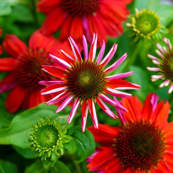 Sombrero Salsa Red Coneflower