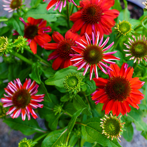 echinacea sombrero salsa red seeds Sombrero Salsa Red Coneflower – Plant Detectives