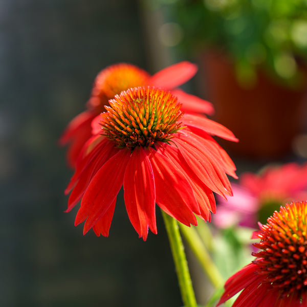 Sombrero Salsa Red Coneflower