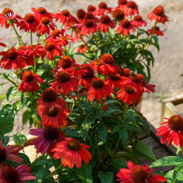 Sombrero Salsa Red Coneflower