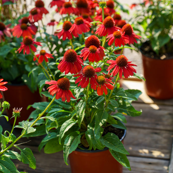 Sombrero Salsa Red Coneflower