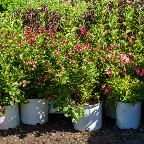 Sonic Bloom Pink Weigela