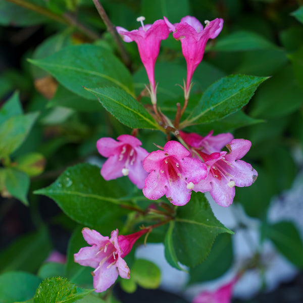 Sonic Bloom Pink Weigela