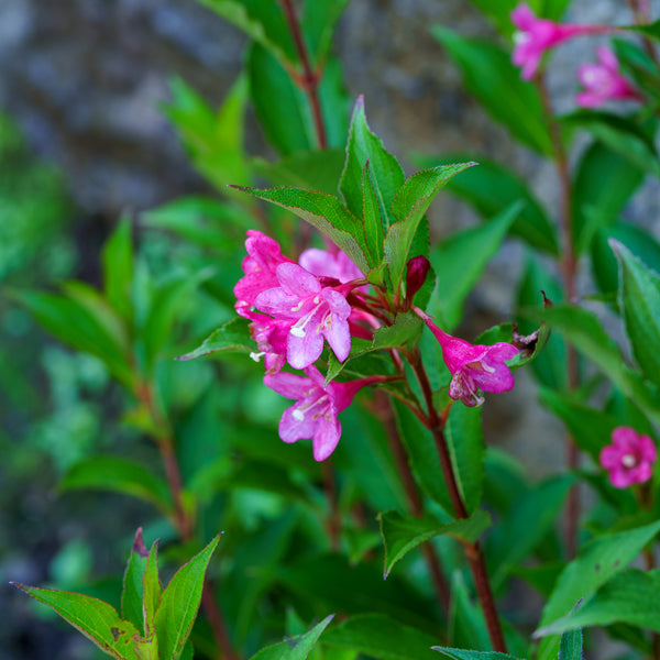 Sonic Bloom Pink Weigela