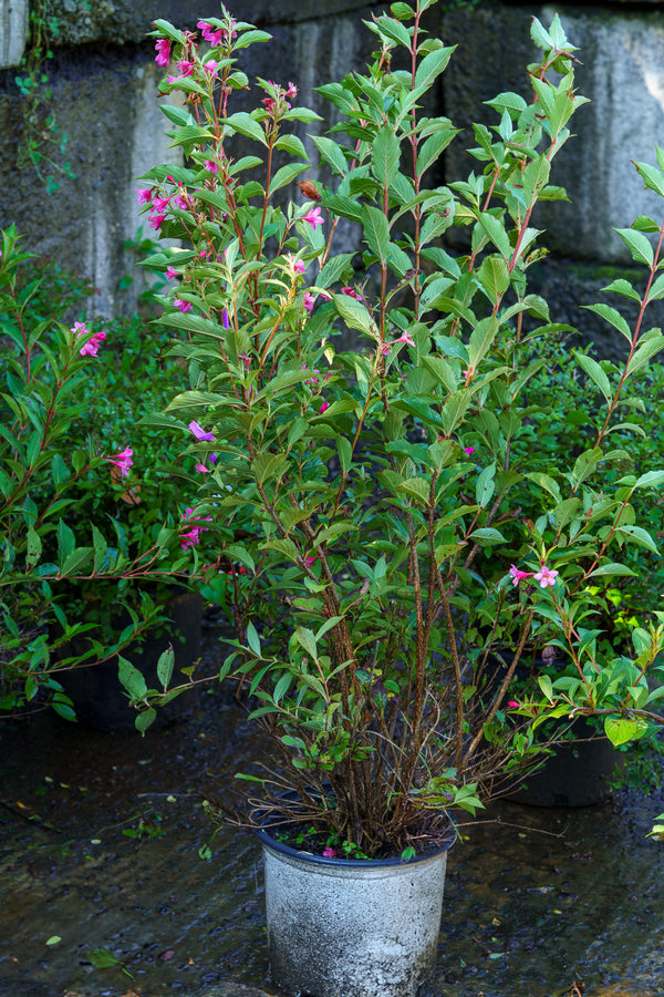 Sonic Bloom Pink Weigela