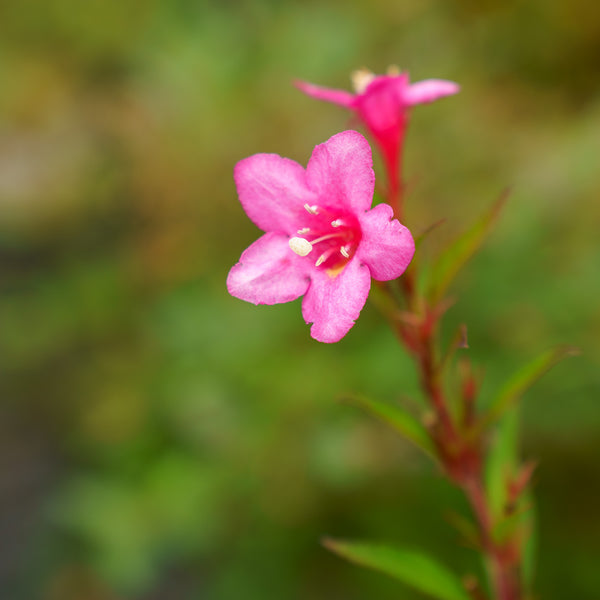 Sonic Bloom Pink Weigela